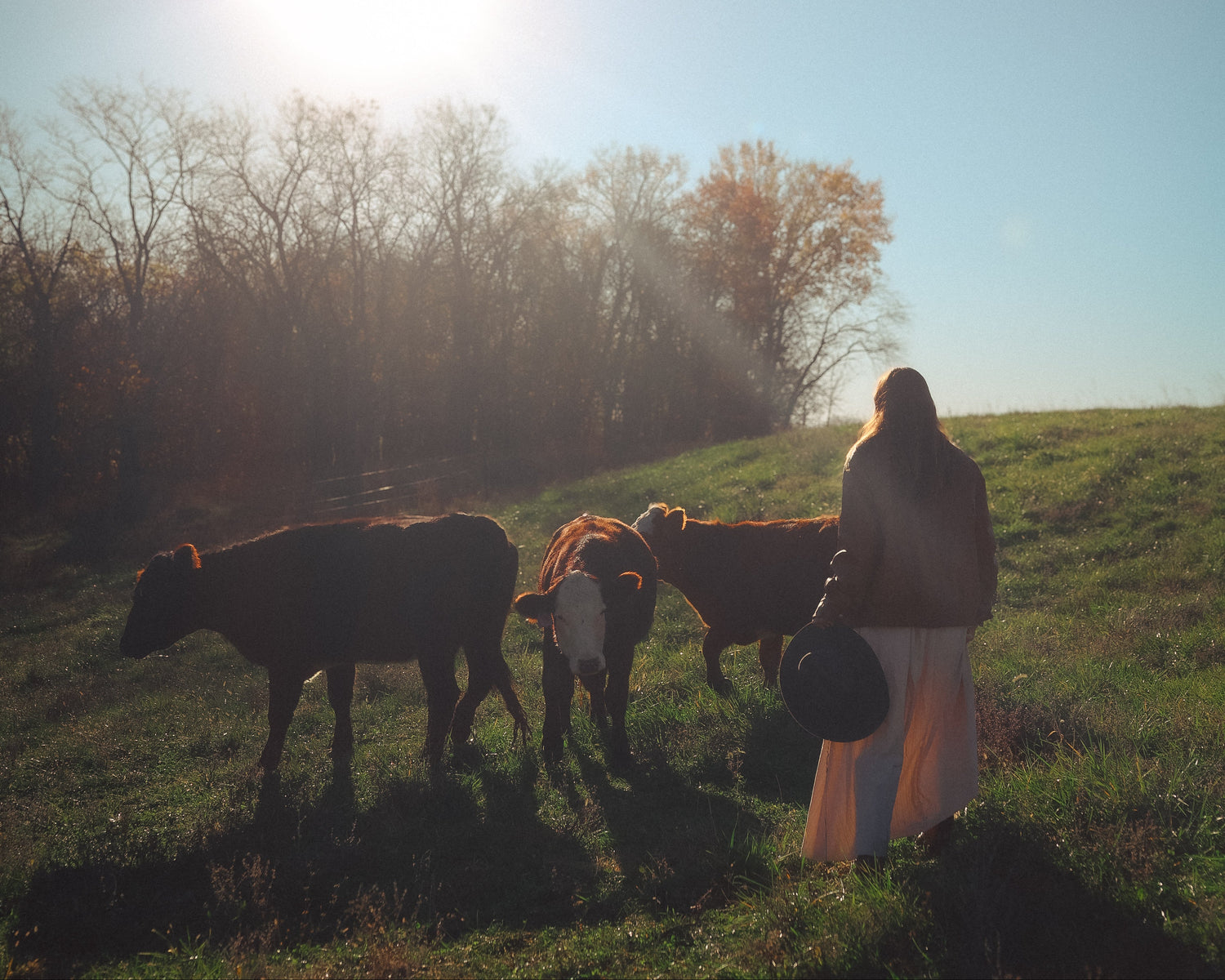 Person standing with cows in a field under a bright sun.
